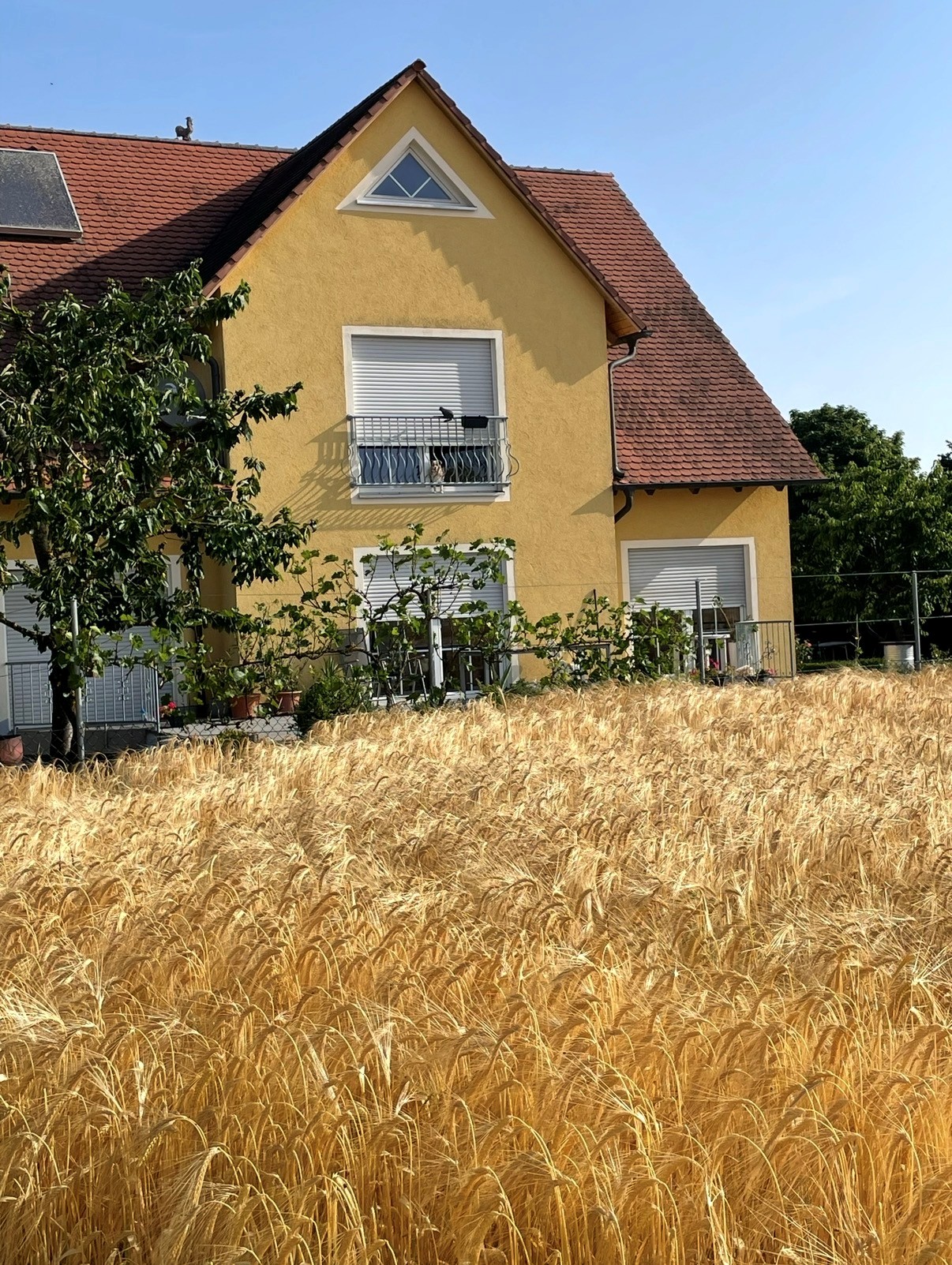 Bild1